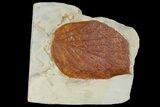 Fossil Leaf (Beringiaphyllum) - Montana #120811-1